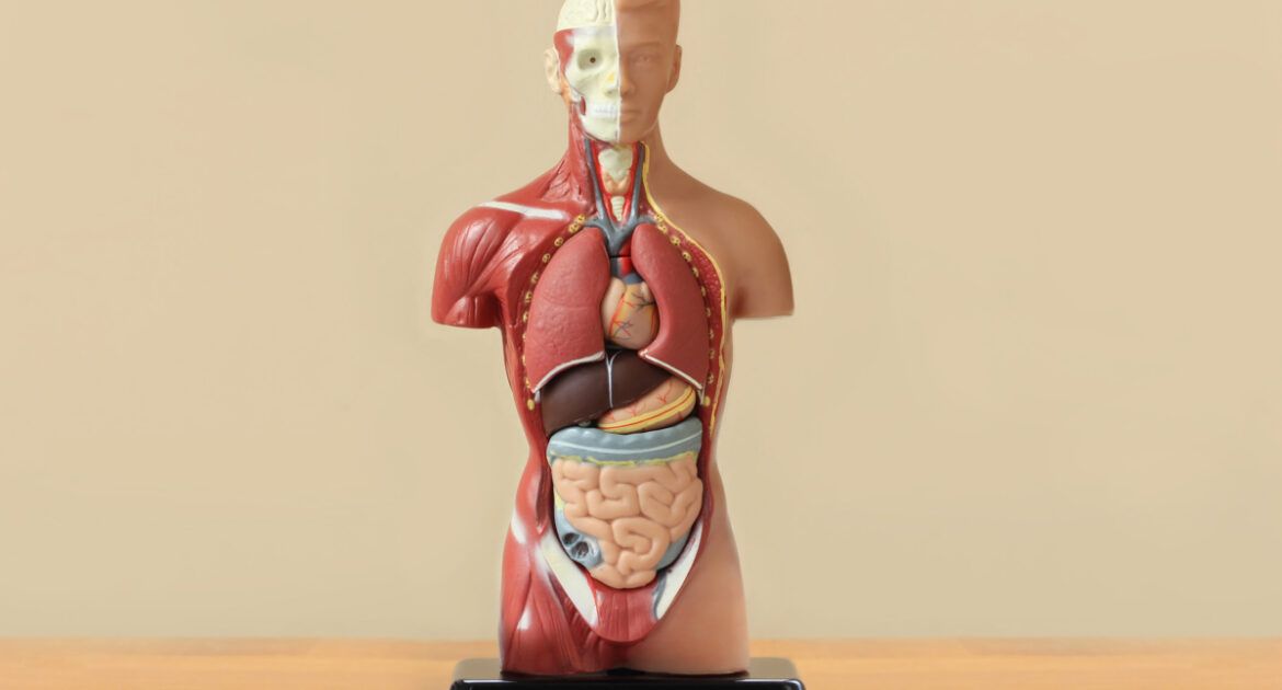 Human anatomy display on wooden table
