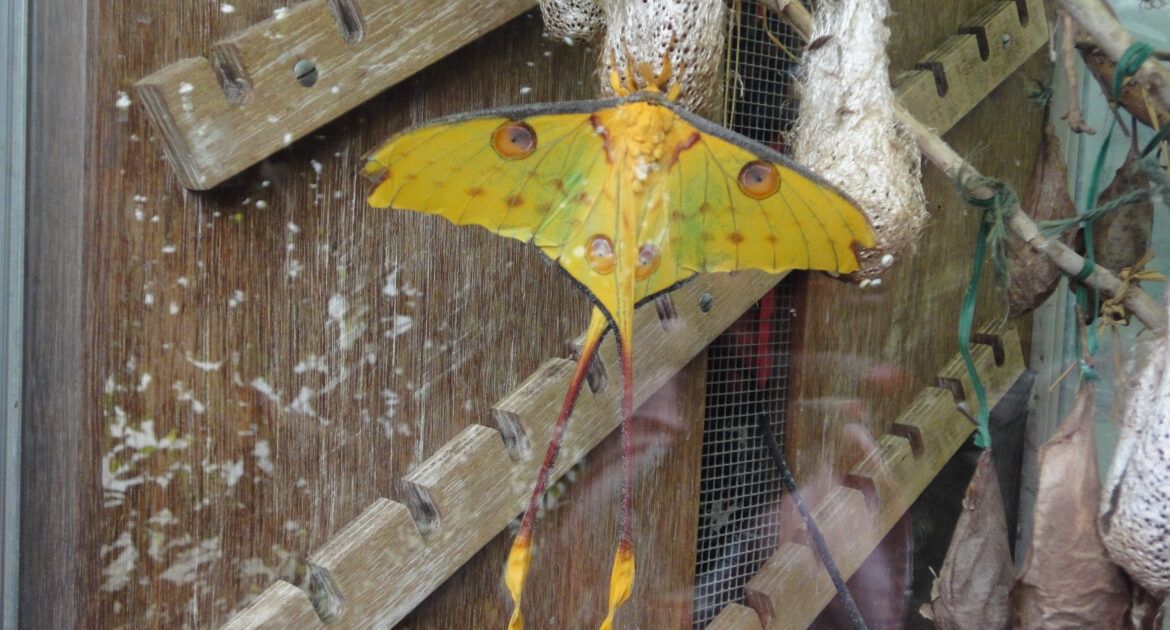 Butterfly and cocoons - Animal Science Jobs Profile
