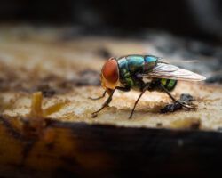 Green housefly using its labellum to suck banana meat - Entomology Jobs Profile