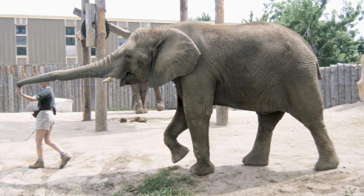 Trainer pulling trunk of elephant